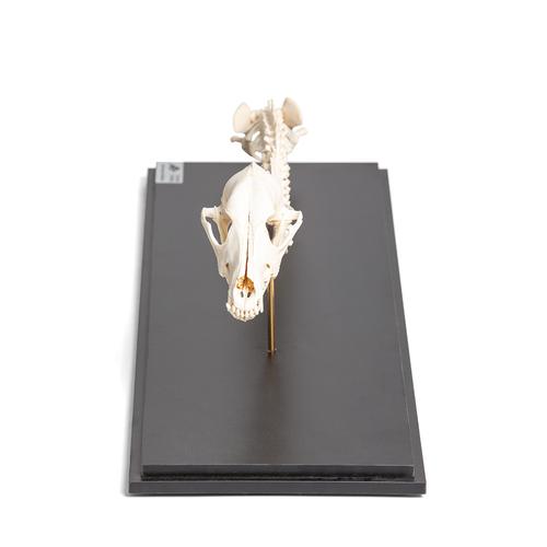 Cane (Canis lupus familiaris), colonna vertebrale + testa, montaggio fisso, 1021058 [T30062], osteologia
