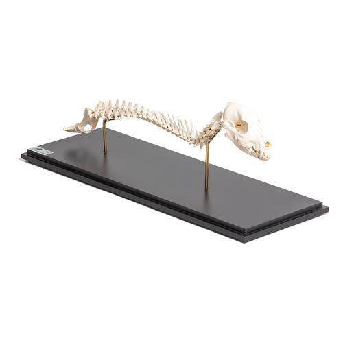 Cane (Canis lupus familiaris), colonna vertebrale + testa, montaggio fisso, 1021058 [T30062], osteologia
