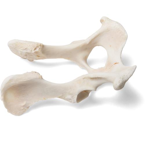 Cane (Canis lupus familiaris), bacino, 1021062 [T30065], osteologia