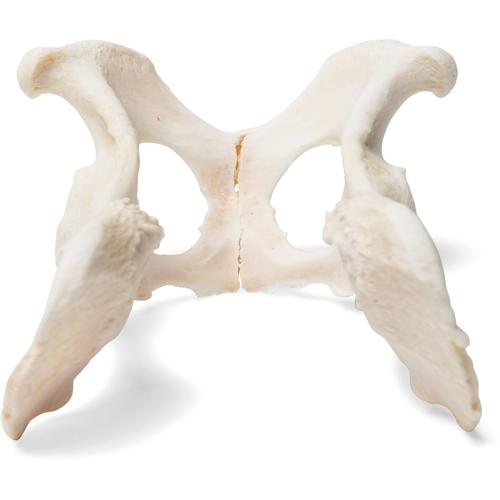Cane (Canis lupus familiaris), bacino, 1021062 [T30065], osteologia