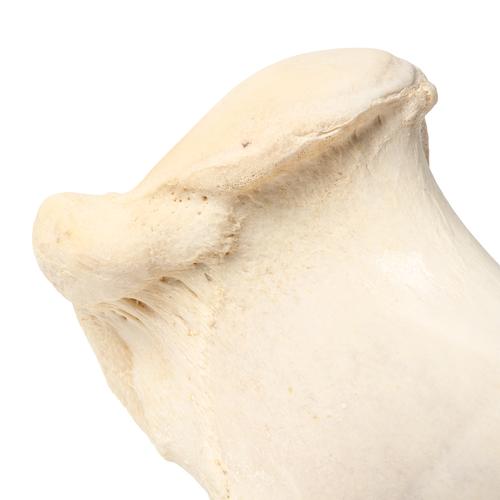 Mammiferi ossa braccio, 1021066 [T30067], osteologia