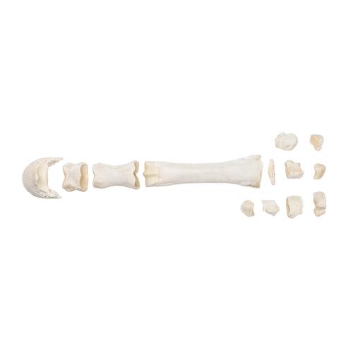 Cavallo metacarpo, 1021067 [T30068], osteologia