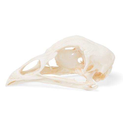Cranio di pollo (Gallus gallus domesticus), preparato, 1020968 [T30070], Stomatologia
