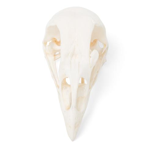Cranio di pollo (Gallus gallus domesticus), preparato, 1020968 [T30070], Stomatologia