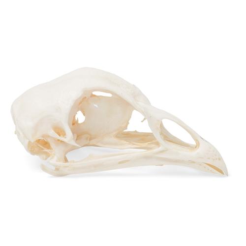Cranio di pollo (Gallus gallus domesticus), preparato, 1020968 [T30070], Ornitologia (uccelli)
