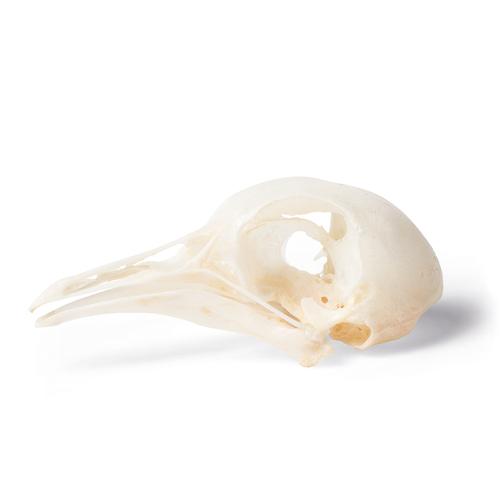 Cranio di piccione (Columba livia domestica), preparato, 1020984 [T30071], Stomatologia