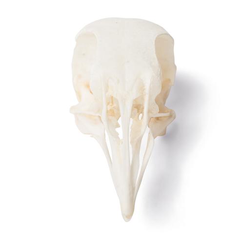 Cranio di piccione (Columba livia domestica), preparato, 1020984 [T30071], Ornitologia (uccelli)
