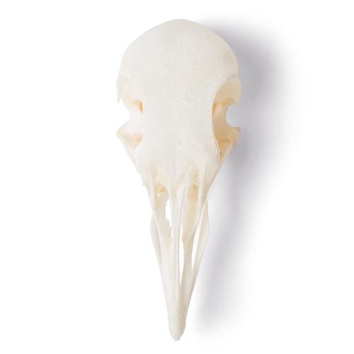 Cranio di piccione (Columba livia domestica), preparato, 1020984 [T30071], Ornitologia (uccelli)