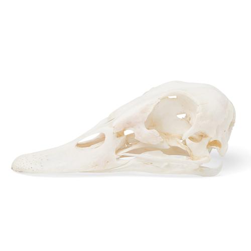 Cranio di anatra (Anas platyrhynchos domestica), preparato, 1020981 [T30072], Stomatologia