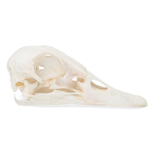 Cranio di anatra (Anas platyrhynchos domestica), preparato, 1020981 [T30072], Ornitologia (uccelli)
