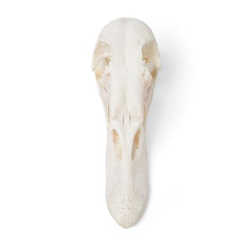 Cranio di anatra (Anas platyrhynchos domestica), preparato, 1020981 [T30072], uccelli