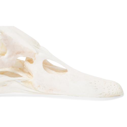 Cranio di anatra (Anas platyrhynchos domestica), preparato, 1020981 [T30072], Ornitologia (uccelli)