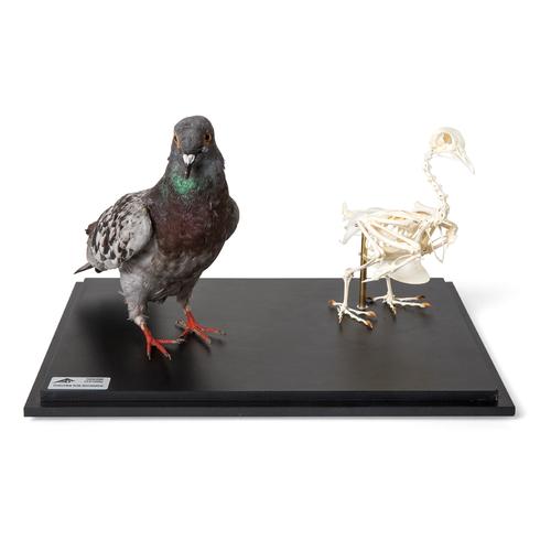 Piccione e scheletro di piccione (Columba livia domestica), in vetrina, preparato, 1021040 [T310051], uccelli