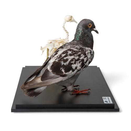 Piccione e scheletro di piccione (Columba livia domestica), in vetrina, preparato, 1021040 [T310051], Ornitologia (uccelli)