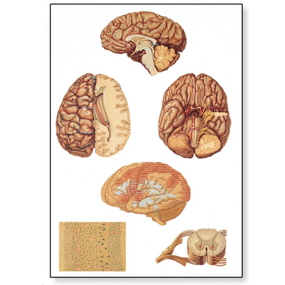 Il sistema nervoso centrale, 4006536 [V2034U], Cervello e del sistema nervoso
