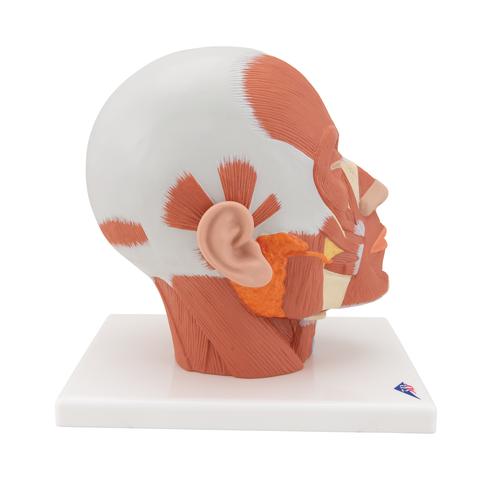 Muscolatura della testa - 3B Smart Anatomy, 1001239 [VB127], Modelli di Testa