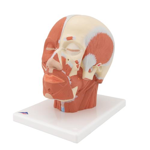 Muscolatura della testa - 3B Smart Anatomy, 1001239 [VB127], Modelli di Testa