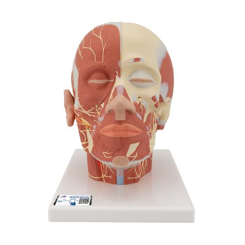 Muscolatura della testa con nervi - 3B Smart Anatomy, 1008543 [VB129], Modelli di Testa
