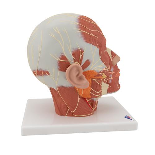 Muscolatura della testa con nervi - 3B Smart Anatomy, 1008543 [VB129], Modelli di Testa