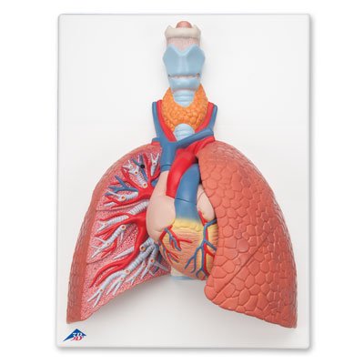 Polmone con laringe, in 5 parti - 3B Smart Anatomy, 1001243 [VC243], Modelli di Polmone