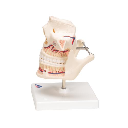 Dentatura di adulto - 3B Smart Anatomy, 1001247 [VE281], Modelli Dentali