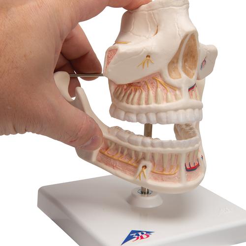 Dentatura di adulto - 3B Smart Anatomy, 1001247 [VE281], Modelli Dentali