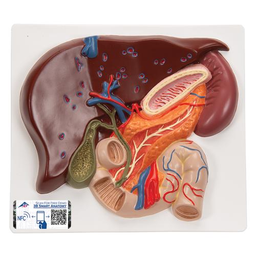 Fegato con cistifellea, pancreas e duodeno - 3B Smart Anatomy, 1008550 [VE315], Modelli di Sistema Digerente
