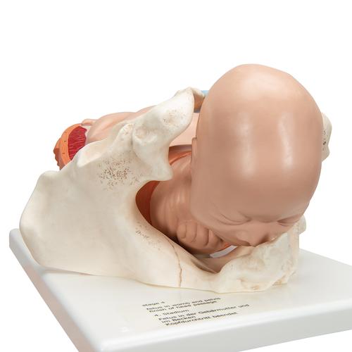 Modello delle fasi del parto - 3B Smart Anatomy, 1001258 [VG392], Modelli Gravidanza