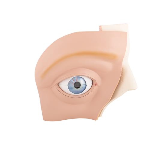 Occhio, ingrandito 5 volte, in 12 parti - 3B Smart Anatomy, 1001264 [VJ500A], Modelli di Occhio