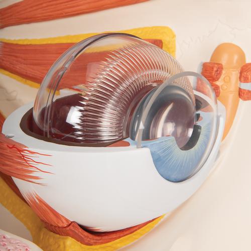 Occhio, ingrandito 5 volte, in 12 parti - 3B Smart Anatomy, 1001264 [VJ500A], Modelli di Occhio