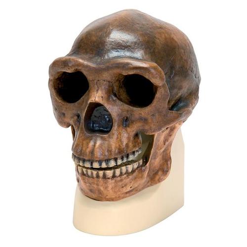 Replica di cranio Homo erectus pekinensis (Weidenreich, 1940), 1001293 [VP750/1], Antropologico Skulls