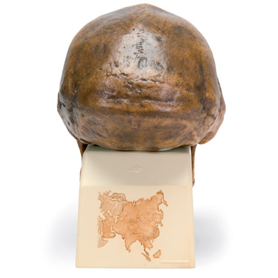 Replica di cranio Homo erectus pekinensis (Weidenreich, 1940), 1001293 [VP750/1], PON Biologia e Chimica - Laboratorio