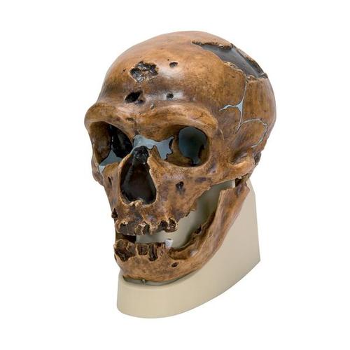 Replica di cranio Homo neanderthalensis (La Chapelle-aux-Saints 1), 1001294 [VP751/1], Antropologico Skulls
