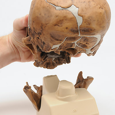 Replica di cranio Homo neanderthalensis (La Chapelle-aux-Saints 1), 1001294 [VP751/1], PON Biologia e Chimica - Laboratorio