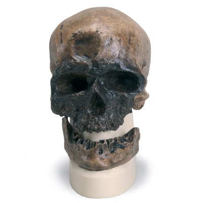 Replica di cranio Homo sapiens (Crô-Magnon), 1001295 [VP752/1], Evoluzione