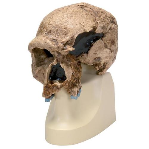 Replica di cranio Homo steinheimnensis (Berkhemer, 1936), 1001296 [VP753/1], Antropologico Skulls
