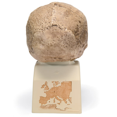 Replica di cranio Homo steinheimnensis (Berkhemer, 1936), 1001296 [VP753/1], Evoluzione