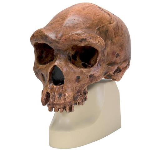 Replica di cranio Homo rhodesiensis (Broken HillŸ Woodward, 1921), 1001297 [VP754/1], Antropologico Skulls
