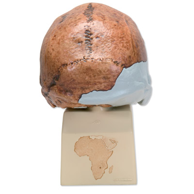 Replica di cranio Homo rhodesiensis (Broken HillŸ Woodward, 1921), 1001297 [VP754/1], Evoluzione