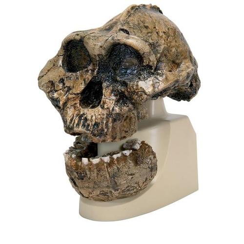 Replica di cranio Australopithecus boisei (KNM-ER 406 + Omo L7A-125), 1001298 [VP755/1], Evoluzione