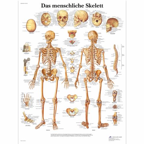 Das menschliche Skelett, 4006568 [VR0113UU], Sistema Scheletrico