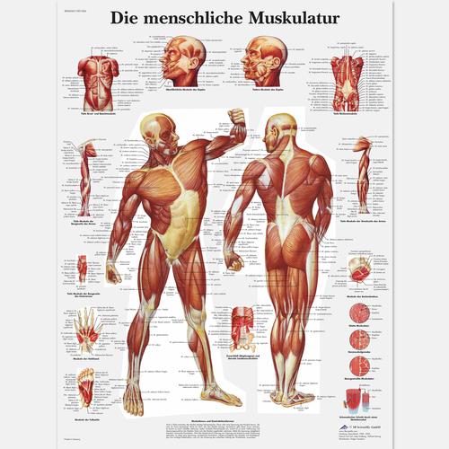 Die menschliche Muskulatur, 4006569 [VR0118UU], Muscolo
