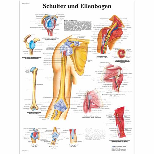 Schulter und Ellenbogen, 4006575 [VR0170UU], Sistema Scheletrico