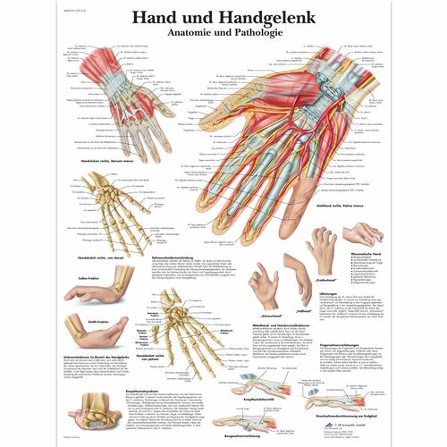 Hand und Handgelenk - Anatomie und Pathologie, 1001318 [VR0171L], Sistema Scheletrico