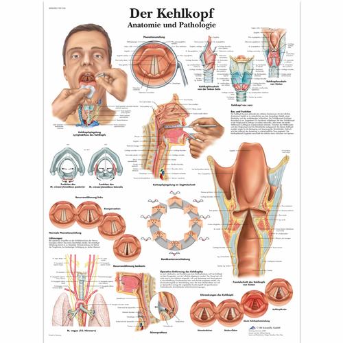 Der Kehlkopf, 1001336 [VR0248L], Organi della parola 

