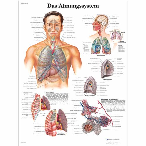 Das Atmungssystem, 4006592 [VR0322UU], Sistema Respiratorio