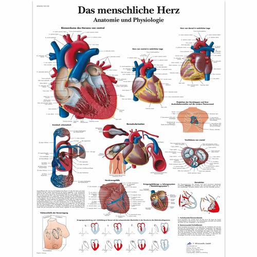 Das menschliche Herz - Anatomie und Physiologie, 1001358 [VR0334L], Strumenti didattici cardiaci e di cardiofitness