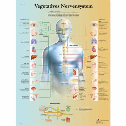 Vegetatives Nervensystem, 4006626 [VR0610uu], Cervello e del sistema nervoso