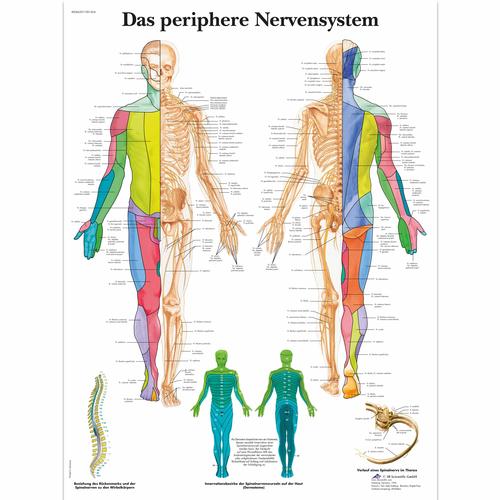 Das periphere Nervensystem, 4006629 [VR0621UU], Cervello e del sistema nervoso