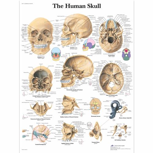 Human Skull Chart, 1001478 [VR1131L], Sistema Scheletrico